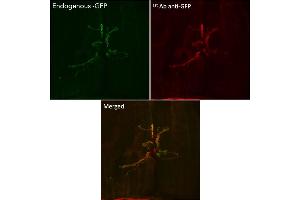 Immunofluorescence (IF) image for anti-Green Fluorescent Protein (GFP) antibody (ABIN1439998)