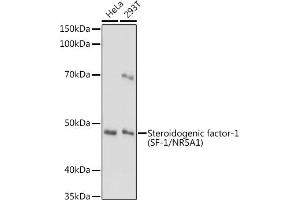Western blot analysis of extracts of various cell lines, using Steroidogenic factor-1 (SF-1/NR5) antibody (657) at 1:1000 dilution.