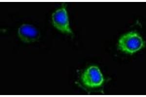 Immunofluorescent analysis of Hela cells using ABIN7169145 at dilution of 1:100 and Alexa Fluor 488-congugated AffiniPure Goat Anti-Rabbit IgG(H+L)