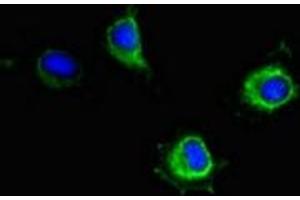 Immunofluorescent analysis of Hela cells using ABIN7169145 at dilution of 1:100 and Alexa Fluor 488-congugated AffiniPure Goat Anti-Rabbit IgG(H+L) (PIM2 anticorps  (AA 1-210))