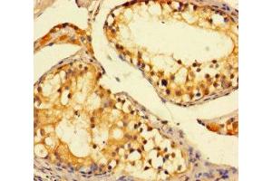 Immunohistochemistry of paraffin-embedded human testis tissue using ABIN7149862 at dilution of 1:100