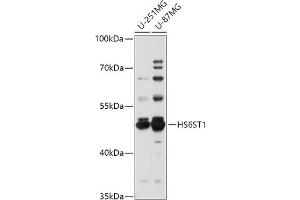 Western blot analysis of extracts of various cell lines, using HS6ST1 antibody (ABIN7267614) at 1:1000 dilution.