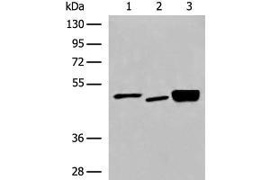 Western blot analysis of 293T cell Human cerebrum tissue and Mouse brain tissue lysates using DMTN Polyclonal Antibody at dilution of 1:550 (Dematin anticorps)