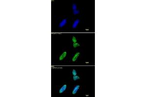 Histone H3 acetyl Lys9 antibody tested by immunofluorescence. (Histone 3 anticorps  (H3K9ac))