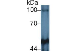 Western Blot; Sample: Mouse Cerebrum lysate; Primary Ab: 2µg/mL Rabbit Anti-Human PTPRM Antibody Second Ab: 0. (PTPRM anticorps  (AA 1197-1403))
