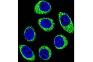 Immunofluorescence (IF) image for anti-Protocadherin 1 (PCDH1) antibody (ABIN2996492)