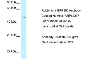 Western Blotting (WB) image for anti-G Protein-Coupled Receptor 150 (GPR150) (C-Term) antibody (ABIN2789097) (GPR150 anticorps  (C-Term))