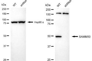 Western blotting analysis using SAMM50 antibody (ABIN7800407).