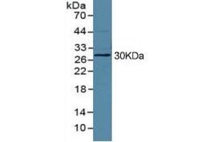 Rabbit Capture antibody from the kit in WB with Positive Control: HepG2 cell lysate. (HMGB1 Kit ELISA)