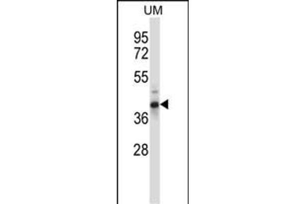 OAF anticorps  (N-Term)