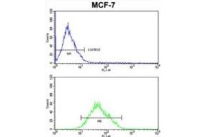Flow Cytometry (FACS) image for anti-Cytochrome C Oxidase Subunit Va (COX5A) antibody (ABIN3004055) (COX5A anticorps)