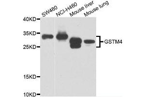 Western blot analysis of extracts of various cell lines, using GSTM4 antibody. (GSTM4 anticorps)