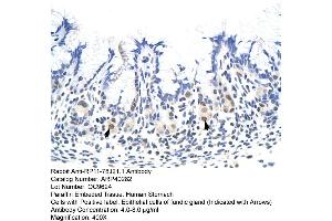 Rabbit Anti-HNRNPA1L2 Antibody  Paraffin Embedded Tissue: Human Stomach Cellular Data: Epithelial cells of fundic gland Antibody Concentration: 4.