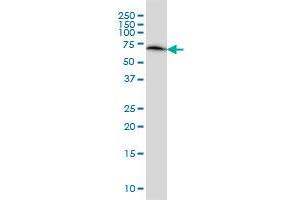 ERO1L monoclonal antibody (M01), clone 4G3 Western Blot analysis of ERO1L expression in HeLa .