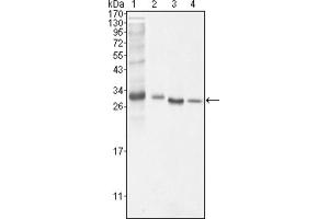 Western blot analysis using BCL10 antibody against NIH/3T3 (1), Hela (2), MCF-7 (3) and Jurkat (4) cell lysate. (BCL10 anticorps)