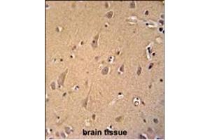 GCC2 antibody (C-term) (ABIN654156 and ABIN2844023) immunohistochemistry analysis in formalin fixed and paraffin embedded human brain tissue followed by peroxidase conjugation of the secondary antibody and DAB staining. (GCC2 anticorps  (C-Term))