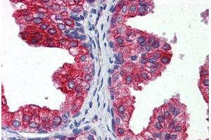 Anti-CYB5A / Cytochrome b5 antibody IHC staining of human prostate. (CYB5A anticorps  (AA 1-135))