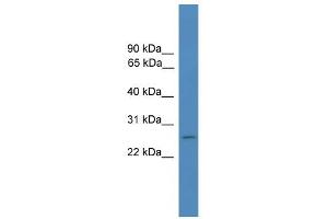 WB Suggested Anti-FOLR4 Antibody Titration: 0. (Folate Receptor 4 anticorps  (Middle Region))