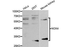 Western blot analysis of extracts of various cell lines, using NOX4 antibody. (NADPH Oxidase 4 anticorps)