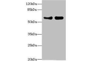 Western blot All lanes: VANGL1 antibody at 3. (Vangl1 anticorps  (AA 275-524))
