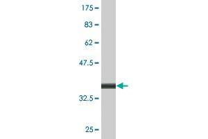 Western Blot detection against Immunogen (36.