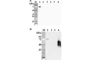 Western blot analysis using anti-DLK1 (mouse), mAb (PF105B)  at 1:2'000 dilution.