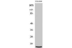 Western Blotting (WB) image for anti-Ribosomal Protein L39 (RPL39) (N-Term) antibody (ABIN3186784) (RPL39 anticorps  (N-Term))