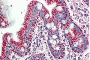 ABIN1590031 (5µg/ml) staining of paraffin embedded Human Small Intestine. (SLAMF8 anticorps  (Internal Region))