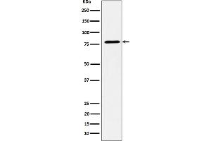 Western blot analysis of EXOC3 expression in MCF7 cell lysate.