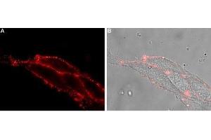 Expression of Magnesium transporter NIPA2 in rat C6 cells - Cell surface detection of NIPA2 in rat brain glioma C6 cells.