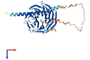 AlphaFold protein structure predicition of Mouse Recombinant Poc1a Protein, UniprotID Q8JZX3
