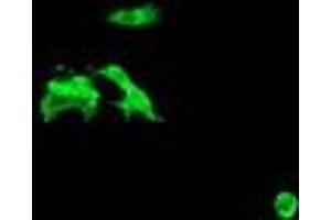 Image no. 2 for anti-Chromosome 2 Open Reading Frame 62 (C2orf62) antibody (ABIN1497053) (C2orf62 anticorps)