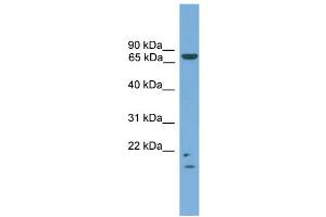 WB Suggested Anti-MRE11A  Antibody Titration: 0.