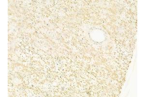 anti-Defensin, alpha 1 (DEFA1) (Internal Region) antibody