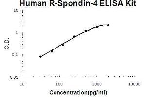 Human R-Spondin-4 PicoKine ELISA Kit standard curve