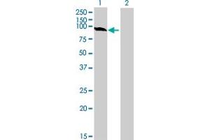 Western Blot analysis of GSTCD expression in transfected 293T cell line by GSTCD MaxPab polyclonal antibody. (GSTCD anticorps  (AA 1-632))