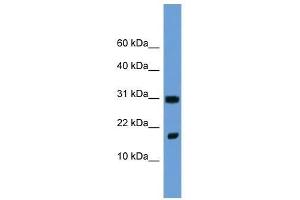 Fgf1 antibody used at 2. (FGF1 anticorps  (N-Term))