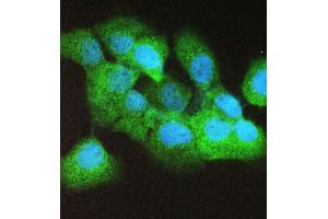IF analysis of Caspase 4 using anti-Caspase 4 antibody (ABIN5693193). (Caspase 4 anticorps  (AA 111-194))