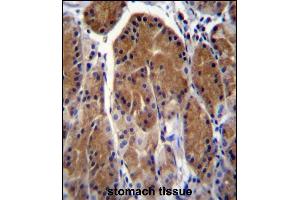 TSSK6 Antibody (C-term) (ABIN656396 and ABIN2845691) immunohistochemistry analysis in formalin fixed and paraffin embedded human stomach tissue followed by peroxidase conjugation of the secondary antibody and DAB staining.