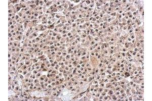 anti-Pumilio RNA Binding Family Member 3 (PUM3) (AA 415-648) antibody