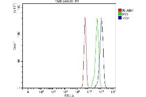 Flow Cytometry analysis of U87 cells using anti-VCP antibody (ABIN7599605).