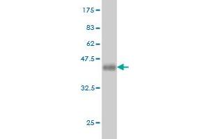 Western Blot detection against Immunogen (37.