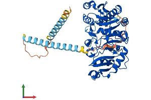 AlphaFold protein structure predicition of Mouse Recombinant Mgat1 Protein, UniprotID P27808