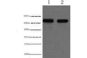 Western Blot analysis of HepG2 cells using AFP Monoclonal Antibody at dilution of 1:2000. (alpha Fetoprotein anticorps)