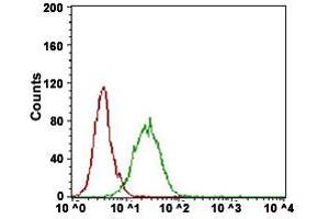 Flow Cytometry analysis of A431 cells with NT5E monoclonal antibody, clone 4G6E3  at 1:200-1:400 dilution (Green) and negative control (Red). (CD73 anticorps  (AA 30-250))