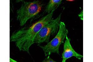 Indirect immunofluorescence on 3T3 cells (dilution 1 : 100; red) in combination with the monoclonal antibody against α-tubulin (cat.