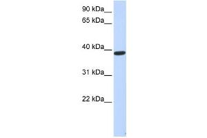 Western Blotting (WB) image for anti-Protein Phosphatase 1, Regulatory Subunit 7 (PPP1R7) antibody (ABIN2459966) (PPP1R7 anticorps)