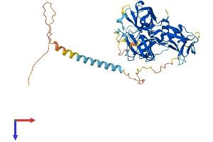 AlphaFold protein structure predicition of Mouse Recombinant Tmprss5 Protein, UniprotID Q9ER04