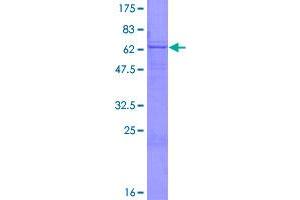 Image no. 1 for UDP-GlcNAc:betaGal beta-1,3-N-Acetylglucosaminyltransferase 3 (B3GNT3) (AA 1-372) protein (GST tag) (ABIN1346302)