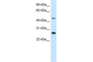 Western Blotting (WB) image for anti-Spermatogenic Leucine Zipper 1 (SPZ1) antibody (ABIN2461525) (SPZ1 anticorps)